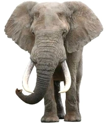 View All Elephants Product Listings