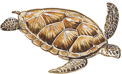 View All Turtles Product Listings