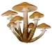View The Mushrooms Product Showcase